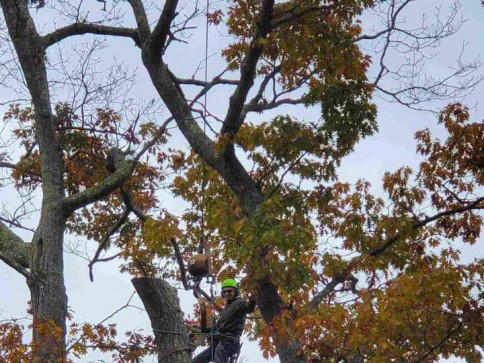 Full Service Tree Removal Services in Auburn & Portland, ME | Maine ...